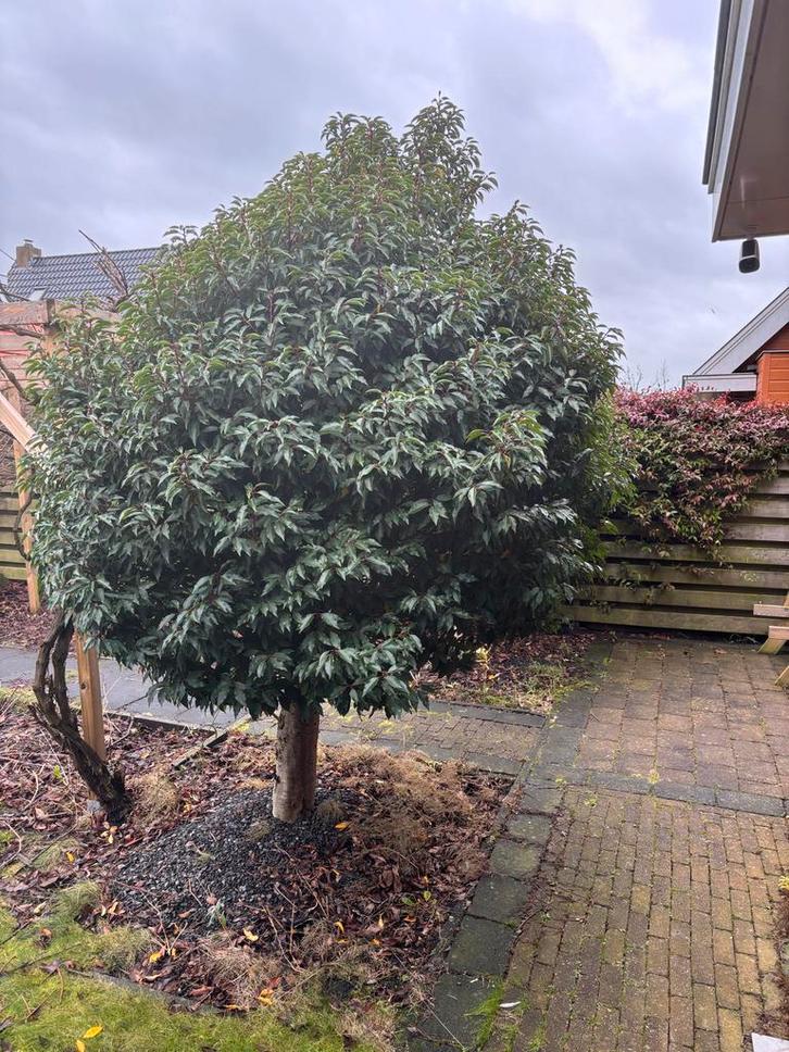 Spaanse laurier boom, Tuin en Terras, Planten | Bomen, Overige soorten, 250 tot 400 cm, Halfschaduw, Bloeit niet, Ophalen