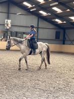 Verzorgpony gezocht, Dieren en Toebehoren, Paarden en Pony's | Verzorgingsproducten, Ophalen of Verzenden, Zo goed als nieuw