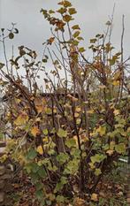 GRATIS Aalbessen struik - mooie, volle struik, Tuin en Terras, Ophalen, Overige soorten, Minder dan 100 cm