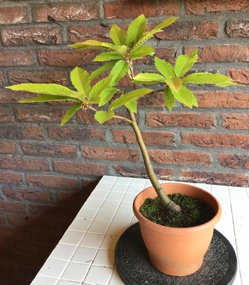Tamme kastanje bonsa starter, Tuin en Terras, Planten | Bomen, Overige soorten, Minder dan 100 cm, Ophalen