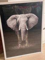 Poster olifant, leeuw, zebra 50x70 cm in lijst, Verzamelen, Posters, Met lijst, Dier of Natuur, A1 t/m A3, Zo goed als nieuw