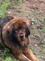Tibetaanse Mastiff. Ter dekking, Dieren en Toebehoren, Reu, CDV (hondenziekte), 1 tot 2 jaar, Eén hond