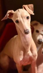 Italiaanse Windhond, Dieren en Toebehoren, Honden | Windhonden, Overige rassen, 8 tot 15 weken, Teef, Meerdere