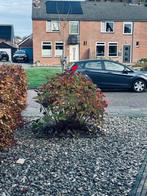 Hortensia, Tuin en Terras, Planten | Tuinplanten, Vaste plant, Halfschaduw, Zomer, Ophalen