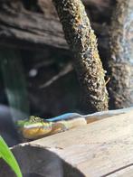 Phelsuma klemmeri 1 koppel plus 3 vrouwen, Dieren en Toebehoren, Reptielen en Amfibieën, Hagedis, Met terrarium, 0 tot 2 jaar