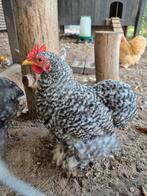 Cochin haantje, Dieren en Toebehoren, Pluimvee, Mannelijk, Kip