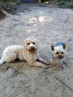 Honden oppas gezocht, Dieren en Toebehoren, Ophalen of Verzenden