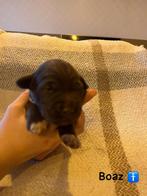 Prachtige kruising pups te koop, Parvo, 8 tot 15 weken, Meerdere, Meerdere dieren