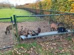 Geiten te koop, Dieren en Toebehoren, Schapen, Geiten en Varkens, Meerdere dieren, Geit