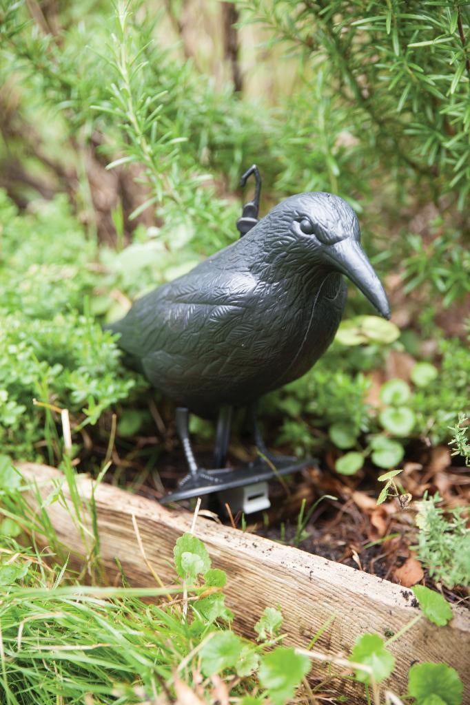 Kraaien te koop in Tuin en Terras