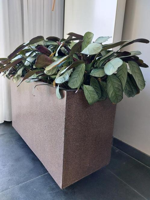 Plantenbak, Tuin en Terras, Bloembakken en Plantenbakken, Gebruikt, Kunststof, Binnen, Balkon, Tuin, 30 tot 60 cm, 60 tot 100 cm