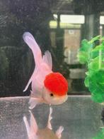 Red Cap Oranda, Dieren en Toebehoren, Vis, Zoetwatervis