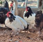 Kippen, 3 jaar oud, leggen af en toe nog eitjes, Dieren en Toebehoren, Pluimvee, Vrouwelijk, Kip