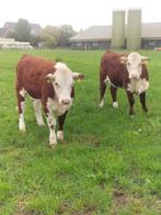 8 hereford pinken, Dieren en Toebehoren, Meerdere dieren