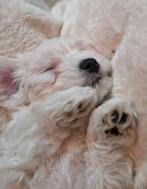 Te koop Maltipoo puppy! (teef), Overige rassen, 8 tot 15 weken, Teef, CDV (hondenziekte)
