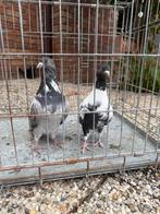 Koppel duiven, Dieren en Toebehoren, Vogels | Duiven, Meerdere dieren, Overige soorten