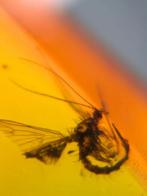 Birmees Amber (M) met insluiting van Diptera mug/vlieg., Verzenden, Fossiel