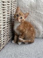 Rode kittens poesjes en katertjes, Dieren en Toebehoren, Katten en Kittens | Overige Katten, Meerdere dieren, Kortharig, 0 tot 2 jaar