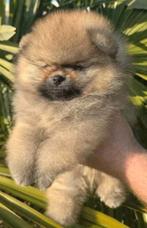 Pomeranian Pomeriaan 💯 Bear face, Dieren en Toebehoren, Rabiës (hondsdolheid), Reu, 8 tot 15 weken, Poolhond
