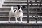 Dekreu Tricoler Jack Russel / Russell Terriër, Dieren en Toebehoren, Reu, 1 tot 2 jaar, Eén hond, Nederland
