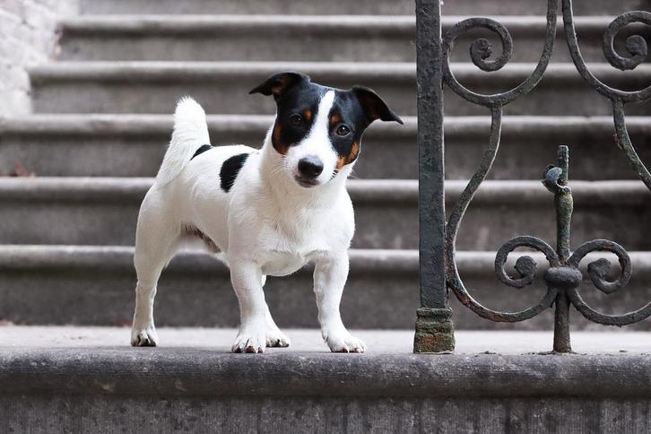 Dekreu Tricoler Jack Russel / Russell Terriër, Dieren en Toebehoren, Honden | Dekreuen, Reu, Particulier, Eén hond, Nederland