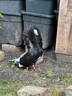 Duiven, Dieren en Toebehoren, Vogels | Duiven, Meerdere dieren, Overige soorten