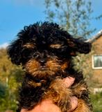 Prachtige kruising Belge Griffon X Toy poedel, Dieren en Toebehoren, Honden | Chihuahua's en Gezelschapshonden, Rabiës (hondsdolheid)