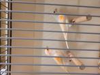 Koppel rood mozaïek kanaries, Dieren en Toebehoren, Vogels | Kanaries, Meerdere dieren, Kleurkanarie