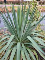 Yucca Gloriosa - Spaanse Zwaardlelie, Tuin en Terras, Volle zon, Vaste plant, Zomer, Ophalen
