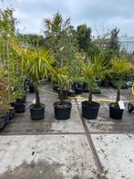 Palmen trachycarpus grote kluit al 2 jaar hier super prijs, Tuin en Terras, Planten | Bomen, Bloeit niet, Halfschaduw, 100 tot 250 cm