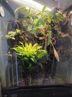 Palludarium incl. gifkikkers, Ophalen, Zo goed als nieuw, Terrarium of Paludarium