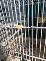 Kanarie Mozaïek, Dieren en Toebehoren, Vogels | Kanaries, Vrouwelijk, Kleurkanarie