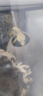 Wimper gekko couple, Hagedis, 3 tot 6 jaar