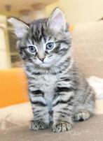 Siberische kitten gezocht