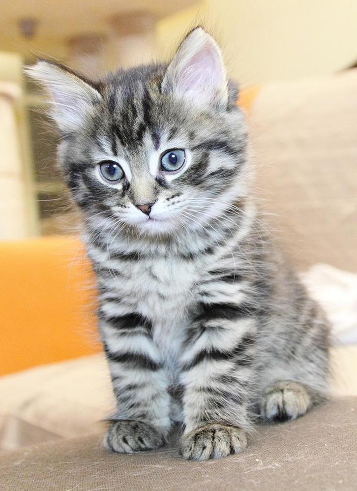 Siberische kitten gezocht, Vacatures, Vacatures | Schoonmaak en Facilitaire diensten