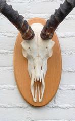 Schedel IMPALA ANTILOPE op houten schild - ref. A (gewei), Verzamelen, Dierenverzamelingen, Ophalen of Verzenden, Zo goed als nieuw