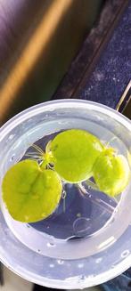 Limnobium laevigatum/Amazone kikkerbeet., Dieren en Toebehoren, Vissen | Aquaria en Toebehoren, Ophalen, Nieuw