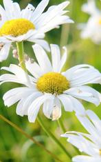 Margrieten in pot - Zomerbloeiers!, Ophalen of Verzenden, Zomer, Vaste plant, Volle zon