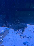 Leporacanthicus galaxias L240 ongeveer 15 cm groot, Vis