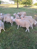 Swifter Dekrammen, Dieren en Toebehoren, Schapen, Geiten en Varkens, Mannelijk, Schaap, 0 tot 2 jaar