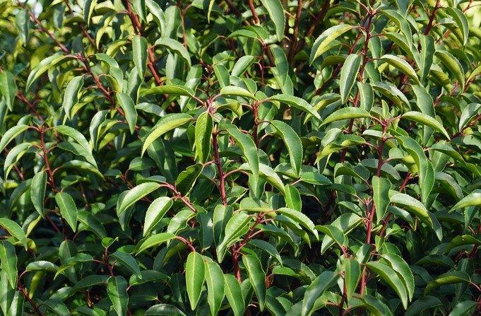 portugese laurier, Tuin en Terras, Planten | Struiken en Hagen, Laurier, 100 tot 250 cm, Ophalen of Verzenden