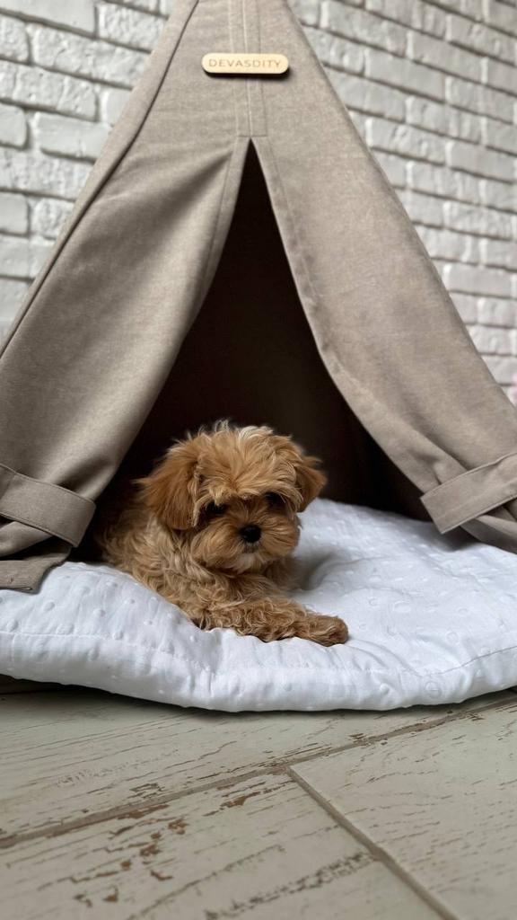 Exclusieve Maltipoo pup reutje (Mix met Azian Toy Poedel), Dieren en Toebehoren, Honden | Chihuahua's en Gezelschapshonden, Meerdere dieren