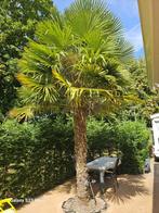 2 palmbomen, Ophalen, Voorjaar, Volle zon, Zaad
