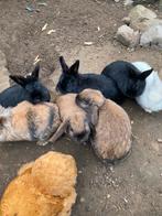 2 lieve zwarte dames dwerg konijnen, Dieren en Toebehoren, Konijnen, Dwerg, Vrouwelijk