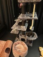 Twee kittens- kruising., Kater, Kortharig, 0 tot 2 jaar