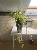 Mmoie kamerplant, Ophalen, Halfschaduw, Minder dan 100 cm