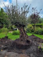 Mooie grote olijfboom  normaal 1500 euro nu  voor 1000 euro, Olijfboom, Zomer, Volle zon, Ophalen of Verzenden