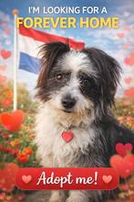 Wie wordt het gouden mandje van Pepe?, Dieren en Toebehoren, Honden | Niet-rashonden, Particulier, Reu, Buitenland, Parvo