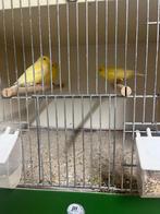 Waterslagers van 2025, Dieren en Toebehoren, Vogels | Kanaries, Mannelijk, Kleurkanarie