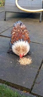 Cochin krielhaan, Dieren en Toebehoren, Pluimvee, Mannelijk, Kip